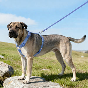 تصميم جديد لعام 2025: طوق كلاب خفيف الوزن وعصري، قابل للتخصيص باللون والحجم، سترة أمان للحيوانات الأليفة مبطنة وناعمة من النيوبرين مع مقبض مريح - Product Image 3