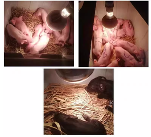 Nhanh chóng sưởi ấm cơ sở thủy tinh sợi đốt sưởi ấm bóng đèn-lâu dài cho heo con/gà/vịt ấp | chăn nuôi - Product Image 6