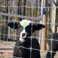Clôture en gros pour chevaux et chèvres, clôture de champ, conception agricole, filet en fil de fer tissé à nœuds fixes, maille de bétail galvanisée à charnières