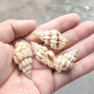 Seastar Vase Phoenix escargot 3-5cm <span class=keywords><strong>naturel</strong></span> poli blanc conque coquillage trous bricolage carillon éolien accessoires Souvenir coloré réel - Product Image 2