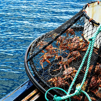 Corde marine en PP/PE non absorbante pour l'aquaculture de crevettes flottante