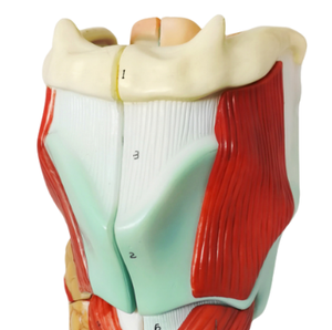 Modelo Anatómico de Laringe ADA A440, 2 Veces el Tamaño Real, 5 Partes, Enseñanza Médica, Anatomía Humana - Product Image 2