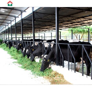 Hangar à vaches <span class=keywords><strong>de</strong></span> conception libre maison préfabriquée pour vaches laitières structures en acier <span class=keywords><strong>de</strong></span> ferme - Product Image 2