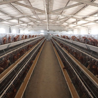 Cages en acier à immersion à chaud argentées pour volaille, pondeuse automatique professionnelle, prix réduit de 20 ans de durée de vie pour l'Afrique