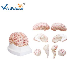 Modelo de Cerebro y Arterias Cerebrales, Modelo Anatómico Vascular Intracranial <span class=keywords><strong>Humano</strong></span> para la Enseñanza de Neurología en la Escuela de Medicina, CE ISO - Product Image 2