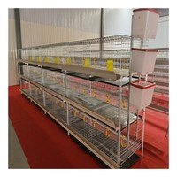 Cage d'élevage de cailles de poulet de batterie de type A entièrement automatique 5000 poulets en acier à mailles de type H nouvelle condition pour la conception de ferme avicole