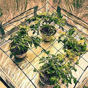 Enrejado elástico de red para plantas - Product Image 2