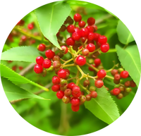 Leveren Gedroogde Zwarte Vlierbessen Fruitpoeder Groothandel Vlierbessenextract