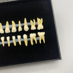 Dimostrazione della pratica dello studente della fossa e della fessura con un modello di sostituzione dei denti per bambini <span class=keywords><strong>a</strong></span> due colori - Product Image 6