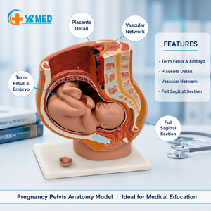 Modelo <span class=keywords><strong>de</strong></span> anatomía humana <span class=keywords><strong>de</strong></span> alta calidad para <span class=keywords><strong>enseñanza</strong></span> médica, modelo <span class=keywords><strong>de</strong></span> pelvis <span class=keywords><strong>de</strong></span> embarazo <span class=keywords><strong>de</strong></span> PVC importado, feto maduro en 2 partes, ¡gran oferta <span class=keywords><strong>de</strong></span> fábrica! - Product Image 1