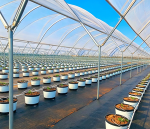 Invernadero Inteligente de Plástico Automatizado Multiusos para Agricultura Moderna, para Cultivo de Arándanos y Siembra de Tomates - Product Image 5