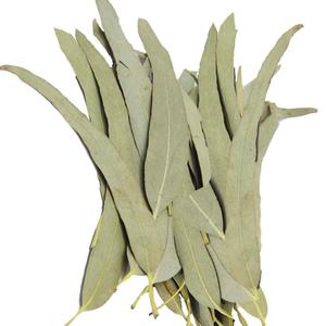 <span class=keywords><strong>Feuilles</strong></span> <span class=keywords><strong>d</strong></span>'<span class=keywords><strong>eucalyptus</strong></span> entières séchées, coupées et tamisées naturellement, thé en vrac <span class=keywords><strong>d</strong></span>'<span class=keywords><strong>eucalyptus</strong></span>, thé aux <span class=keywords><strong>feuilles</strong></span> <span class=keywords><strong>d</strong></span>'<span class=keywords><strong>eucalyptus</strong></span>, <span class=keywords><strong>eucalyptus</strong></span> - Product Image 2