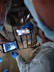 BMV MX5 Grande Animal Veterinária Ultrassom Equipamento Linear Matriz Sonda <span class=keywords><strong>Rectal</strong></span> para Leite Vaca Cavalo Reprodução Ultrassom Scanner - Product Image 3