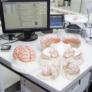 Medizinisches Bildungs modell Medizinisches anatomisches menschliches Gehirn modell Modell der Gehirn-und Zerebral arterie - Product Image 3