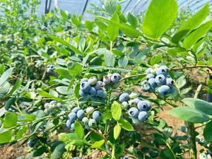 دفيئة بإطار معدني سريعة التركيب للاستخدام المنزلي في الفناء الخلفي، مقاومة للماء مع زجاج مقوى وحجم قابل للتخصيص - Product Image 3