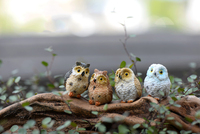 Personnalisé En Gros Mousse Micro Paysage Créatif Plante Cadeau Résine Article D'ameublement Petit Hibou Figurine Décoration De Jardin