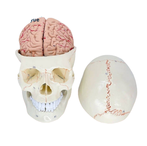 Modelo de cráneo humano de PVC con suturas y fijaciones craneales para anatomía neuroquirúrgica y entrenamiento escolar - Product Image 2