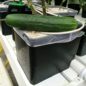 Sistemas de Cultivo Hidropónico para Interiores, Macetas de Plástico, Sistema de Cultivo en Cubetas Holandesas con Tapas - Product Image 5