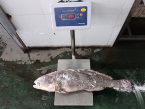Croaker brun congelé pour exportation <span class=keywords><strong>de</strong></span> Chine <span class=keywords><strong>Prix</strong></span> du poisson Poisson Congele Croaker Élevage <span class=keywords><strong>de</strong></span> poisson poisson frais congelé entier Croaker brun - Product Image 3