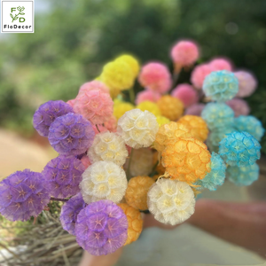 Vendita Calda 10 Pezzi/Bundle Semi di Scabiosa Fiore Preservato Stile Ins Bouquet di <span class=keywords><strong>Fiori</strong></span> Secchi per Decorazione Casa - Product Image 6