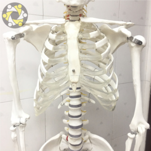 Modèle de squelette humain, matériel pédagogique médical, taille réelle, plastique écologique PVC, décoration d'Halloween, modèle d'ossements squelettiques - Product Image 5