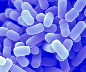 [Hosome]Lactobacillus Plantarum Formule <span class=keywords><strong>probiotique</strong></span> quotidienne Puissance fermentée pour une vitalité globale et un soutien de la santé intestinale - Product Image 2
