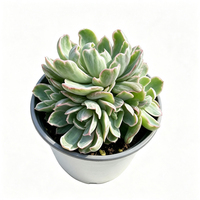 Mini-pots pour plantes, plante artificielle en pot Echeveria Berkeley, décoration intérieure, pots de plantes d'intérieur pour bureau