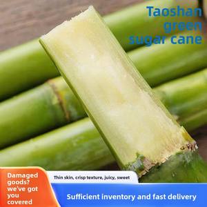 Canna da Zucchero Verde di Taoshan Appena Tagliata 1 Scatola 2,5kg Buccia Sottile Croccante Succosa Dolce Lunga Spedita tramite SF Express Cina - Product Image 3