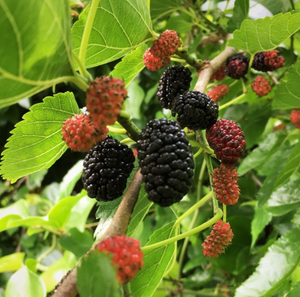 Baisfu, большие поставки, высококачественный бренд Baisfu <span class=keywords><strong>MULBERRY</strong></span>, изготовленный из хорошего сырья, порошок фруктового сиропа тутового дерева - Product Image 3