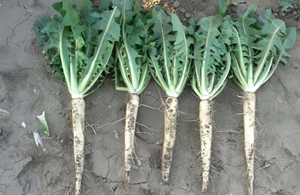 100% Ekstrak Akar <span class=keywords><strong>Chicory</strong></span> Alami Inulin |   90% Kemurnian, Kualitas Makanan, Tanpa Bahan Tambahan Buatan - Product Image 3