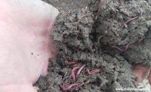 Premium <strong>Worm</strong> <strong>Castings</strong> Vermicompost <strong>Organic</strong> Fertilizer - 100% Natural <strong>Soil</strong> Enhancer / OEM &amp; ODM Services Available - Product Image 5