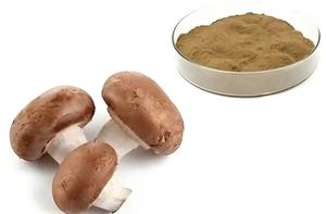 Ahcc Supplément de champignon en poudre en vrac Shiitake 100% Pure Private Label <span class=keywords><strong>Mycelia</strong></span> Shitake Extract - Product Image 4
