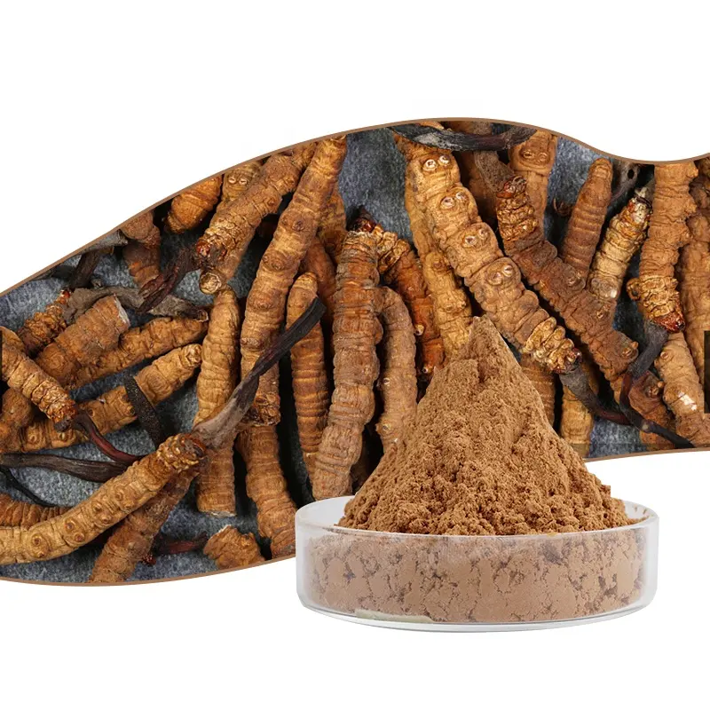 Supply High Quality Nutrition Supplements Cordyceps Militaris Extract Powder 10:1 5:1