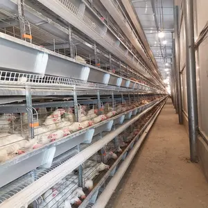 Jaula automática para aves de corral, máquina de alimentación con capa de huevos para granja de pollos