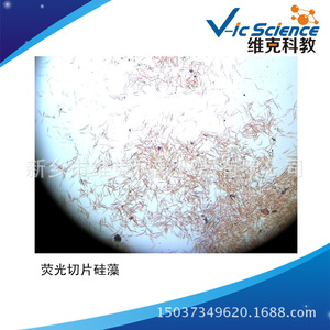 A reputable factory specializing in fluorescent slides, diatoms, plant and algae specimens, fluorescence <b>microscope</b> equipment, - Product Image 2