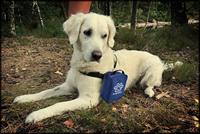 Trousse de premiers secours pour animaux de compagnie Trancom avec désinfection à l'ozone et durée de conservation de 3 ans