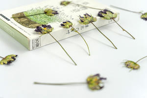 Calliopsis-flores prensadas para hacer artesanías, flores naturales respetuosas con el medio ambiente - Product Image 4