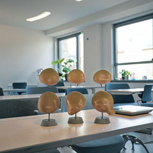 Медицинская анатомическая модель: нормальная и патологическая простата, гиперплазия простаты, патологии простаты - Product Image 4