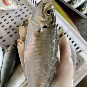 Poisson scad rond entier, <span class=keywords><strong>maquereau</strong></span>, poisson queue jaune, scad rond congelé, petits yeux - Product Image 5