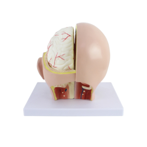 Человеческая голова с моделью мозговой артерии, модель анатомии головы с мозгом - Product Image 6