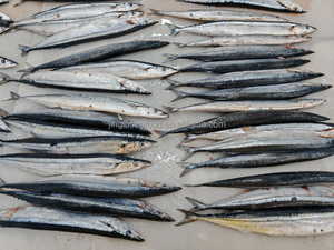 קרטון דגים טריים של דג סאורי מקדריל פסיפי, עשיר בחלבון, קפוא, שלם, בעל טריות ממושכת - Product Image 3