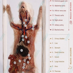 Sistema de Anatomía de Conejo en Acrílico Transparente para Enseñanza, Multifuncional para Escuelas Secundarias - Product Image 4