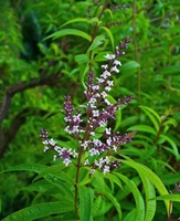 KAIYANGE Vente en gros de feuilles de verveine citronnée naturelle Thé à la verveine citronnée Ma Bian Cao Vente en gros de feuilles pures séchées Thé à la verveine citronnée