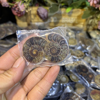 Ammonites naturelles en gros, paire d'ammonites de Madagascar, chrysanthème, escargot, coquille fendue, fossiles d'ammonites, tranches pour la décoration