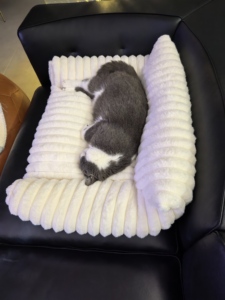 Cama ortopédica impermeable para perros grandes, sofá de espuma para huevos con lados altos y soporte para la espalda, cama antideslizante para mascotas - Product Image 4