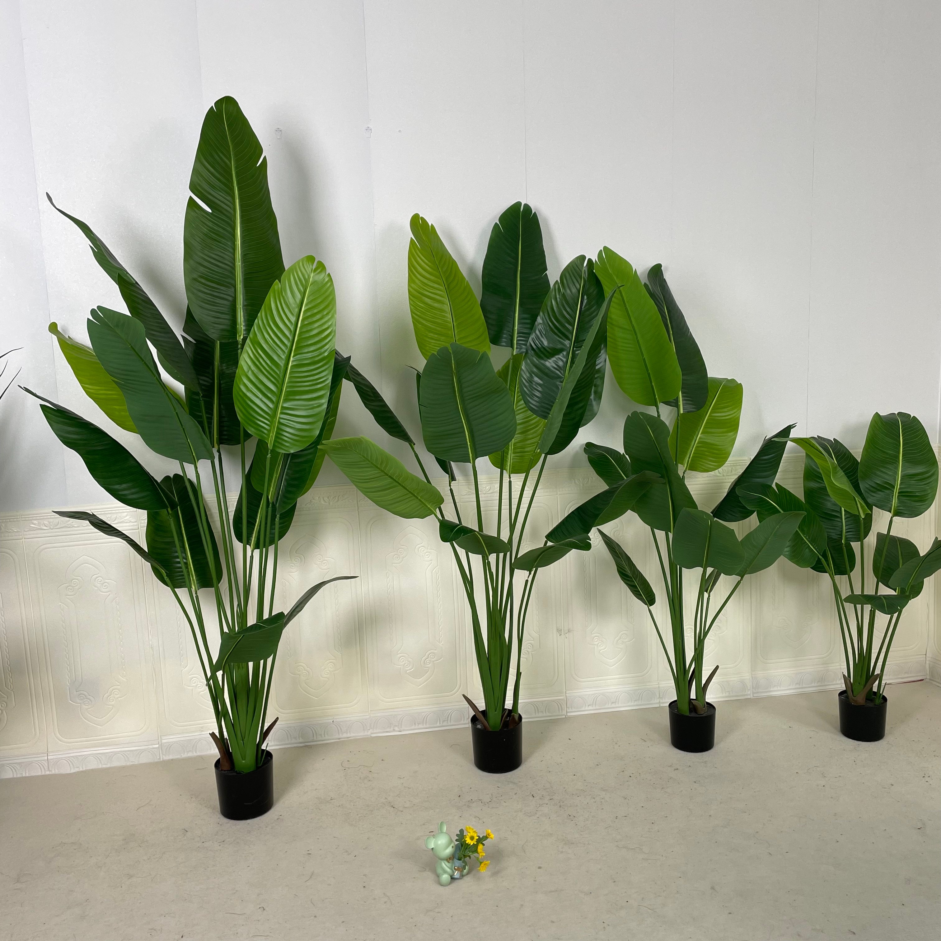 7ft bird of paradise plant