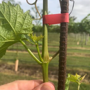 Ruban <span class=keywords><strong>de</strong></span> fixation pour <span class=keywords><strong>jardin</strong></span> à prix avantageux, ruban pour plantes, piquet en vinyle pour <span class=keywords><strong>jardin</strong></span>, outil <span class=keywords><strong>de</strong></span> jardinage, machine à attacher, tapenteur pour légumes, arbres fruitiers - Product Image 6