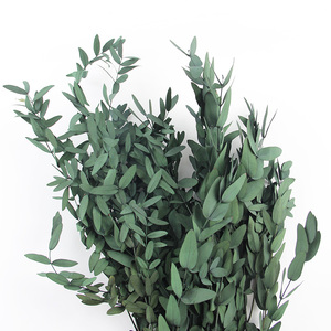 Vendita all'ingrosso all'ingrosso veri e conservati steli di eucalipto naturale verde pianta di eucalipto per la sistemazione di nozze decorazioni per la casa doccia - Product Image 3
