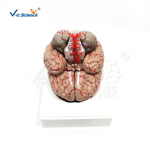 Vic Education : Modèle d'anatomie des artères cérébrales et des nerfs, Neurochirurgie grandeur nature - Product Image 5