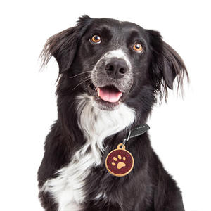 Targhetta Identificativa Personalizzata in Metallo Massiccio per Cani e Gatti, Incisa su Misura, Bifacciale - Product Image 4